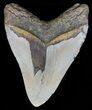 Large, Megalodon Tooth - North Carolina #59031-2